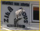 Blue Cow Restaurant Sign